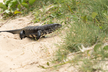 Teiú lizard alone on the beach sand in the city of Rio de Janeiro, Brazil. Tupinambis belonging to the Teiidae family. Usually called tegus. Found mainly in South America