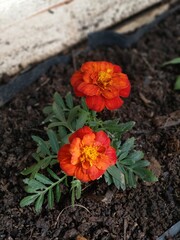 orange flower in garden