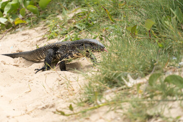 Teiú lizard alone on the beach sand in the city of Rio de Janeiro, Brazil. Tupinambis belonging to the Teiidae family. Usually called tegus. Found mainly in South America
