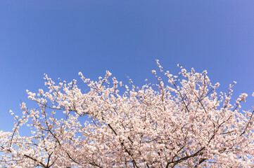青空の中で満開の暖流桜	