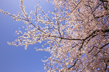 青空を背景に暖流桜のクローズアップ

