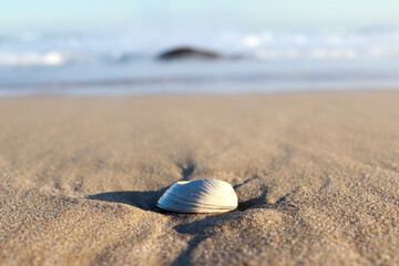 shell on the beach