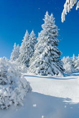 Winter landscape of Vitosha Mountain, Bulgaria