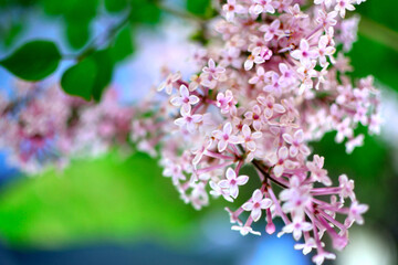 Lilac petals in bloom