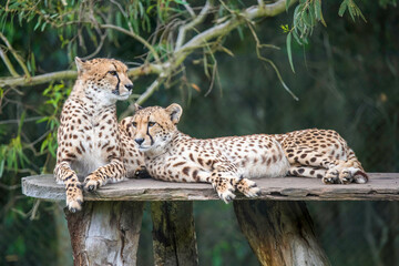 A pair of cheetahs