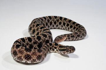 Pygmy rattlesnake // Zwergklapperschlange (Sistrurus miliarius barbouri)