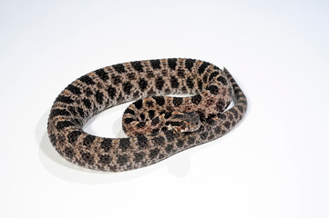 Pygmy rattlesnake // Zwergklapperschlange (Sistrurus miliarius barbouri)