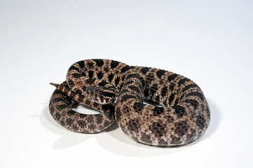 Pygmy rattlesnake // Zwergklapperschlange (Sistrurus miliarius barbouri)