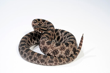 Zwergklapperschlange // Pygmy rattlesnake (Sistrurus miliarius barbouri)