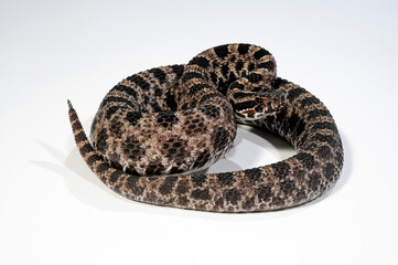 Pygmy rattlesnake // Zwergklapperschlange (Sistrurus miliarius barbouri)