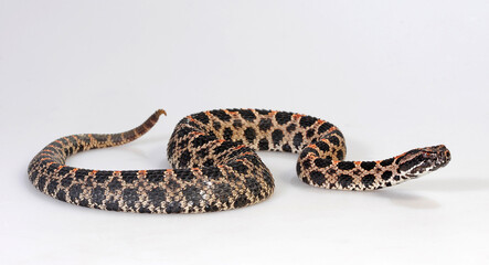 Zwergklapperschlange // Pygmy rattlesnake (Sistrurus miliarius barbouri)
