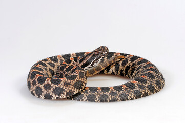 Pygmy rattlesnake // Zwergklapperschlange (Sistrurus miliarius barbouri)