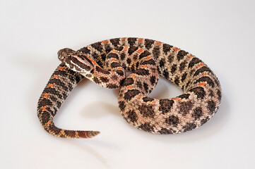 Zwergklapperschlange // Pygmy rattlesnake (Sistrurus miliarius barbouri)