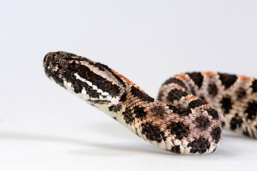 Pygmy rattlesnake // Zwergklapperschlange (Sistrurus miliarius barbouri)