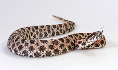 Zwergklapperschlange // Pygmy rattlesnake (Sistrurus miliarius barbouri)
