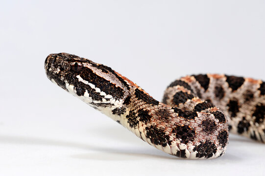 Pygmy rattlesnake // Zwergklapperschlange (Sistrurus miliarius barbouri)