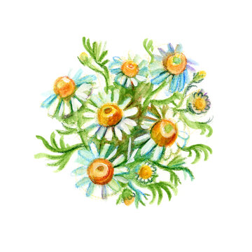 Bouquet of medicinal chamomile. Drawing with colored pencils