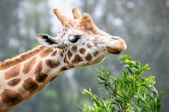 Rothschild Male Giraffe Feeding In The Rain