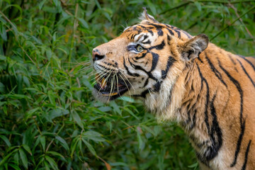 Sumatran Tiger