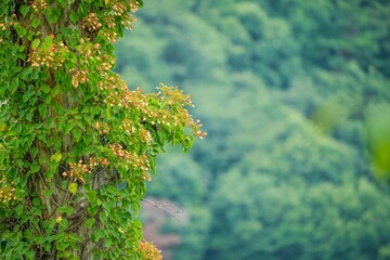 グリーンバックに見おろすツルアジサイのドライフラワー