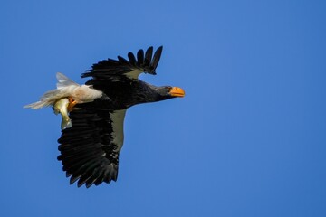 大きなブラックバスを掴んで悠然と飛ぶオオワシの飛翔シーン