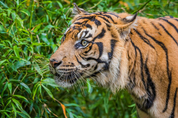 Sumatran Tiger