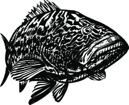 the vector illustration of the groper fish