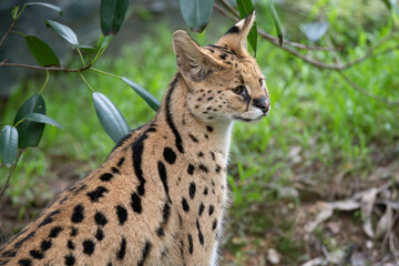 African Serval