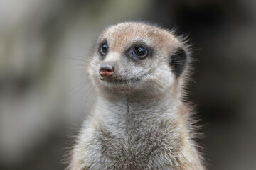 Obraz premium Meerkat also known as a small mongoose