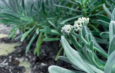 Obraz premium white flowers