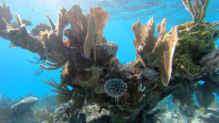 coral reef with fish