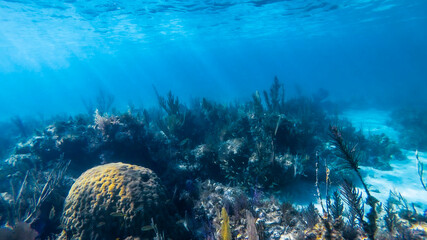reef