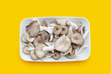 Fresh oyster mushroom in white plate on yellow background.