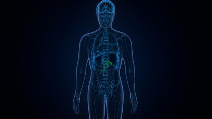 3d illustration of human internal organ gallbladder anatomy.
