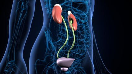 3d illustration human urinary system kidneys with bladder anatomy.