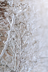 Effect of atmospheric icing. Close-up of glaze on a dry plant after a winter ice storm.