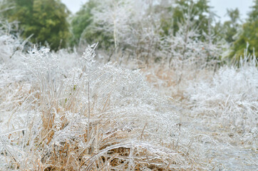 Aftermath of freezing rain. Icy rain covered all a plants at the beginning of winter. Effect of atmospheric icing.