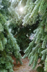 Coniferous trees covered in ice after a winter ice storm. Effect of atmospheric icing.