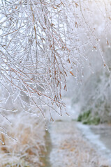 Tree branches covered with ice after a winter ice storm. Effect of atmospheric icing.