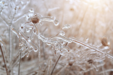 Close-up of ice-covered dry plant on a winter morning, selective focus. Effect of atmospheric icing.