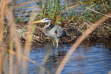 Great Blue Heron fishing