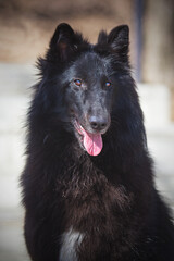 
belgian shepherd groenendael