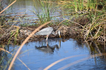 Great Blue Heron fishing
