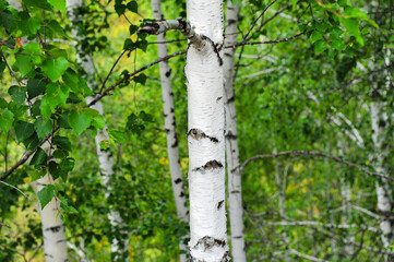 Beautiful birch forest grassland scenery in Xinjiang, China