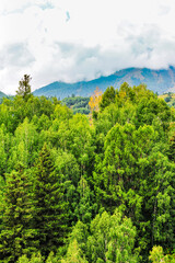 Natural scenery of grassland, forest and mountains in the background of cloudy weather