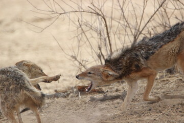 Black-backed Jackal in the Kgalagadi