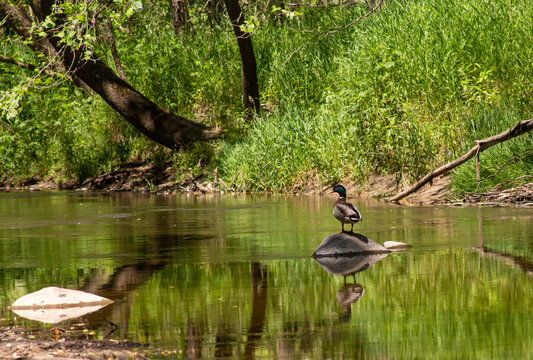 standing alone still while the water flows