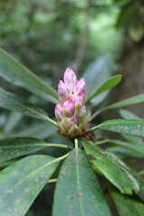 Emerging southern magnolia blossoms at Unicoi State Park in Helen, Georgia