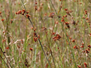 Flor marrom mi&uacute;da do Cerrado Chapado dos Veadeiros