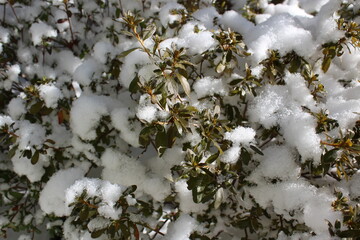 Fresh snow covered on azalea branches